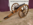 Oak carriage for Victorian Rifled Cannon